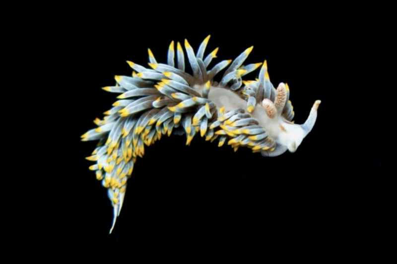 Choosing Berghia Nudibranch For Sale For Long Term Aquarium Health